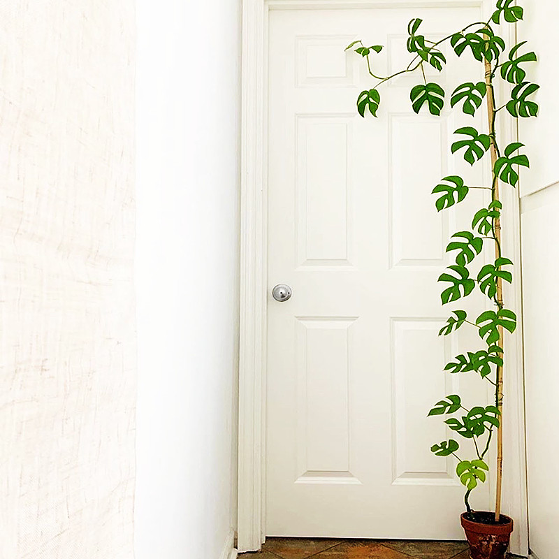 颜植 圆叶老桩姬龟背飞来凤迷你龟背竹室内垂藤爬藤耐阴网红绿植