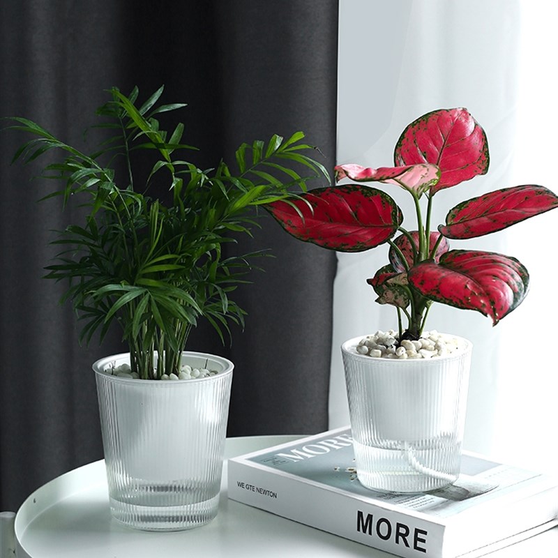 新款懒人自动吸水盆免浇水透明花盆绿萝植物阳台室内水培水养盆器