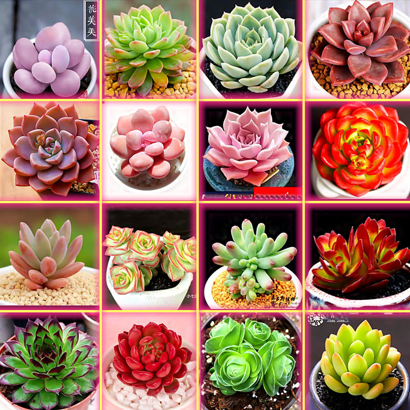 新款 多肉植物组合盆栽大颗超萌 肉肉稀有品种室内含盆带土套餐