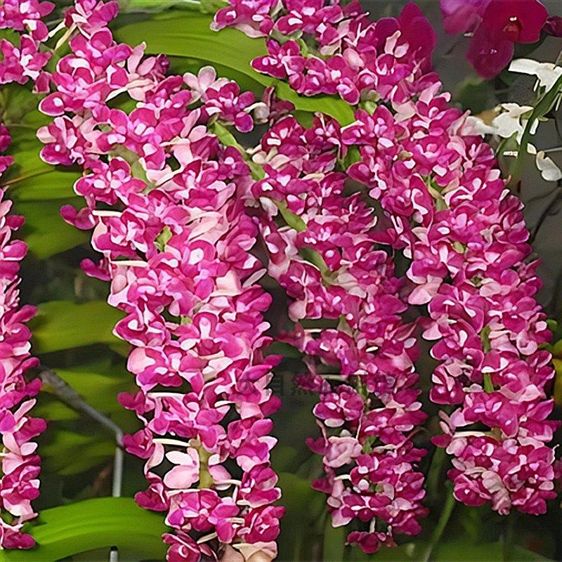 越南洋兰狐尾兰万代兰花苗洋兰盆栽附生兰花苗造景绿植网红花卉苗,鲜花速递/花卉仿真/绿植园艺,国兰/杂交兰/洋兰类,淘宝优惠券,粉丝福利购,淘宝优惠卷