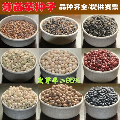 芽苗菜种子豆芽菜种籽水培蔬菜