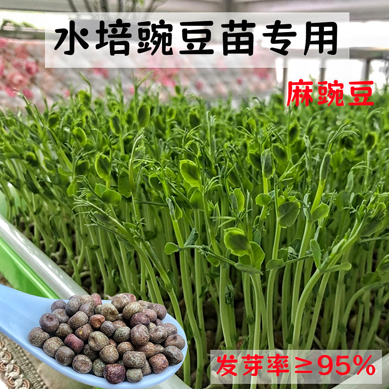 芽苗菜种子豌豆苗专用麻豌豆