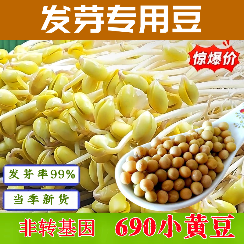 小黄豆芽种子发芽专用豆690芽豆