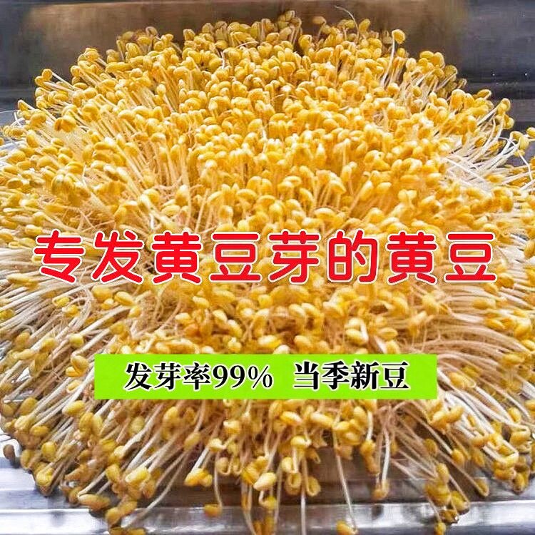 发芽黄豆种子珍珠粒690小金黄豆图片