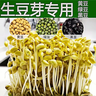 发豆芽专用豆子生黄豆芽长绿豆芽小黑豆非转基因水培豆芽苗菜种子