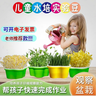 观察日记植物种子学生幼儿园科学观察植物成长水培绿豆发芽实验豆