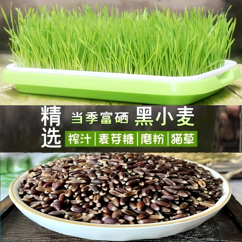 富硒黑小麦粒猫草种子种孑籽麦芽糖黑麦芽苗菜育苗盘猫薄荷排毛球