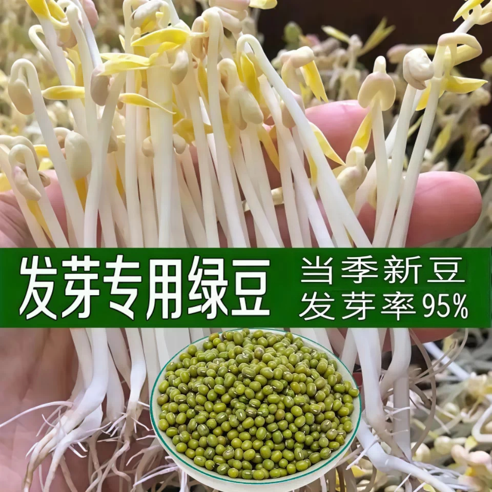 发豆芽专用绿豆生豆芽长绿豆芽小绿豆新豆当季新豆水培发绿豆芽