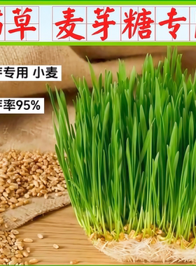 发芽小麦种子猫草种子发芽麦芽糖专用麦子水培小麦草籽榨汁