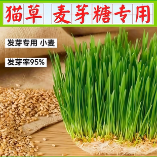 发芽小麦种子猫草种子发芽麦芽糖专用麦子水培小麦草籽榨汁