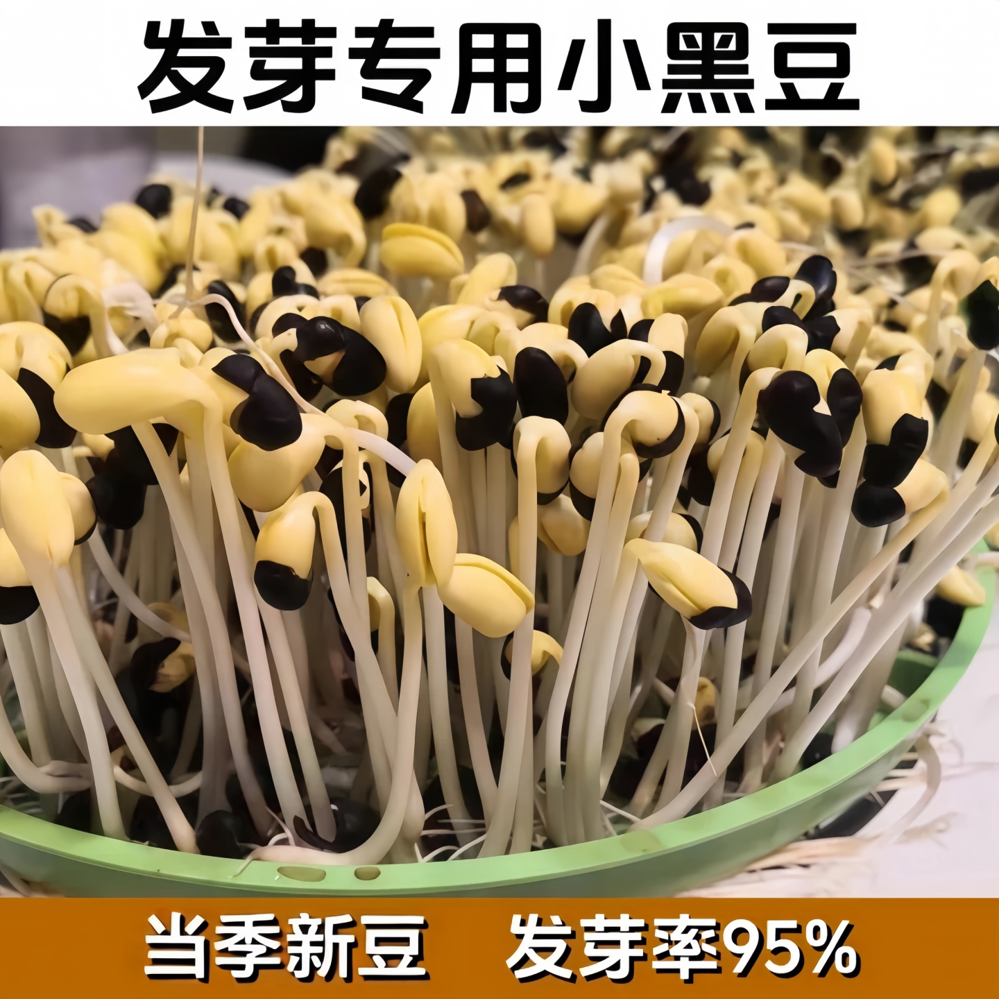 发芽专用小黑豆种子当季新豆图片