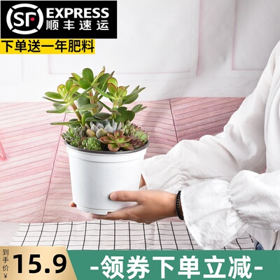 多肉植物带盆栽好肉肉植物组合大株稀有品种室内垂吊套餐植物新款