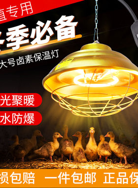 卤素保温灯养殖场专用保温灯罩猪仔雏鸡灯罩小S猪取暖灯卤素灯管
