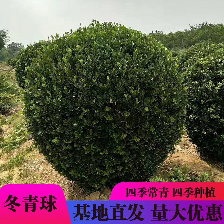 青大树黄杨苗四季常青植物冬青苗苗型叶庭院绿化球树法国冬青木冬