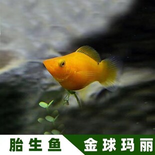 中号热带观赏球鱼玛丽球鱼下崽狂魔胎生小鱼宠物小鱼玛丽球鱼