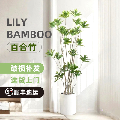 金心百合竹客厅真绿植室内大型植物盆栽龙血树网红金边百合竹盆景