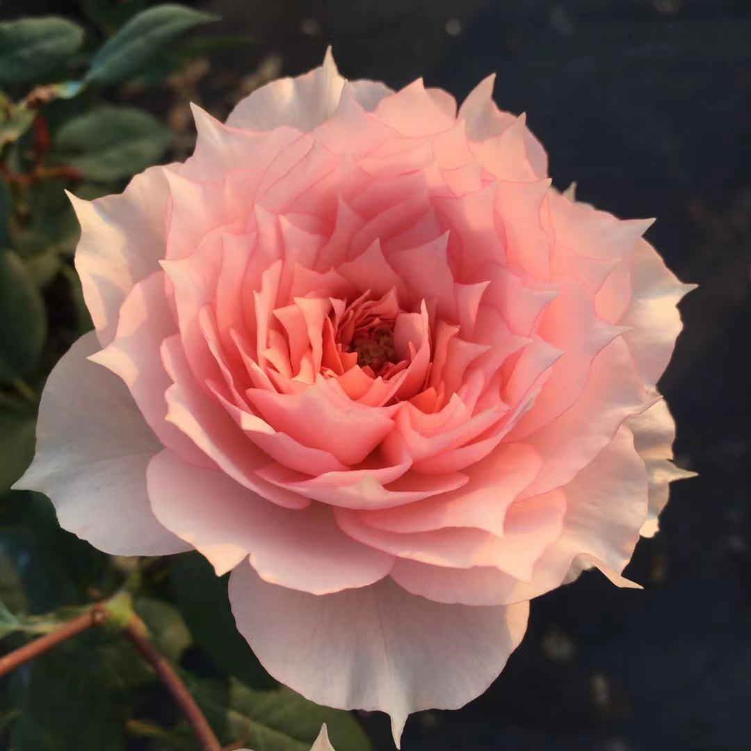 绿园美植  莫妮卡戴维 微型月季粉色抗病耐开直立庭院阳台盆栽