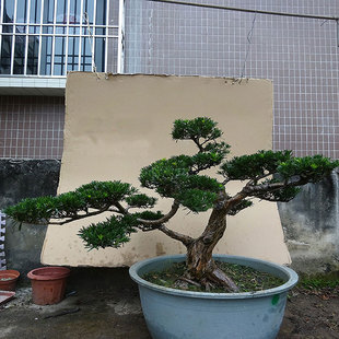 名贵大型雀舌罗汉松盆景树桩庭院室内客厅阳台桌面绿植造型盆栽