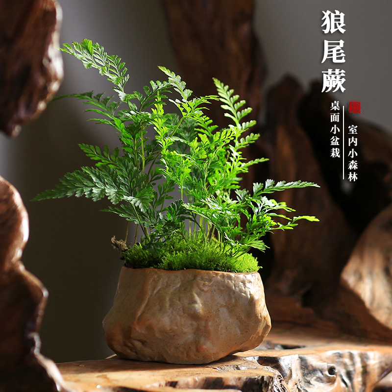 狼尾蕨趣味迷你蕨类植物盆栽四季常青室内净化空气植物桌面好养