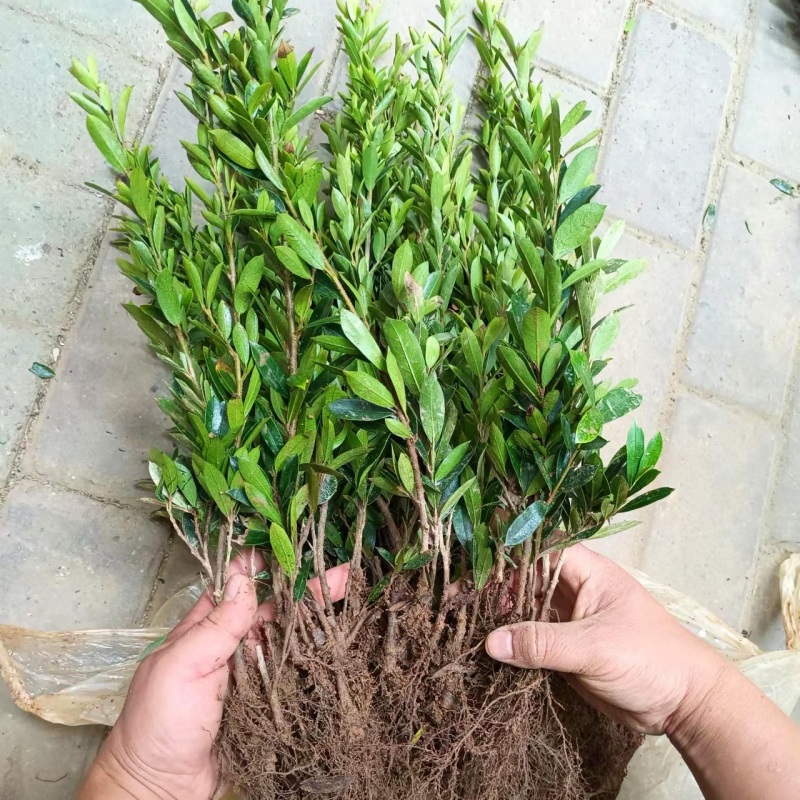 中华蚊母小苗小叶文母篱笆四季常青造型绿化工地庭院苗木盆栽耐寒