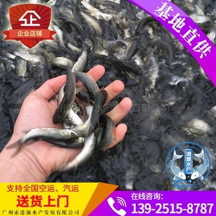 鳙鱼 白鲢鱼苗 青鱼 四大家鱼鱼苗供应草鱼 白鲢 鳊鱼苗