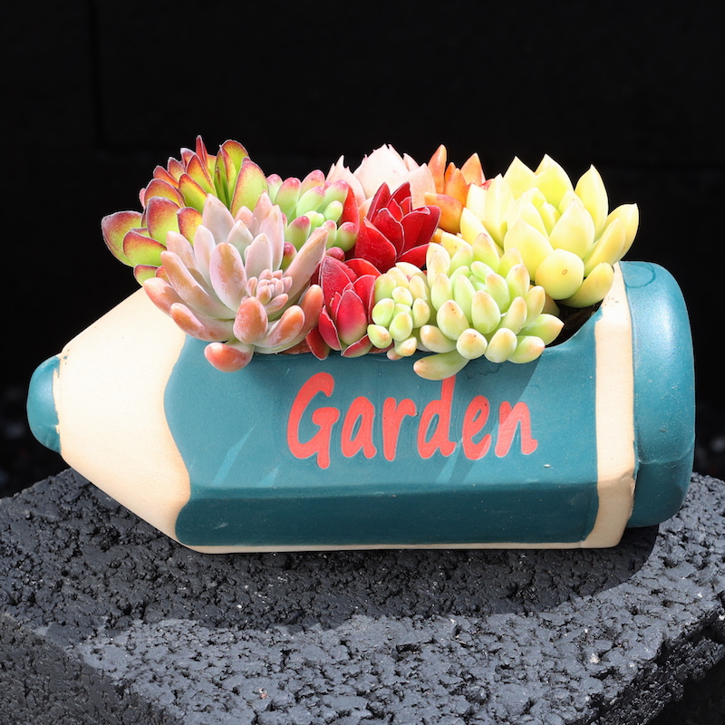 多肉植物组合盆栽带盆栽好铅笔套餐简单好养趣味美观教师节送礼物