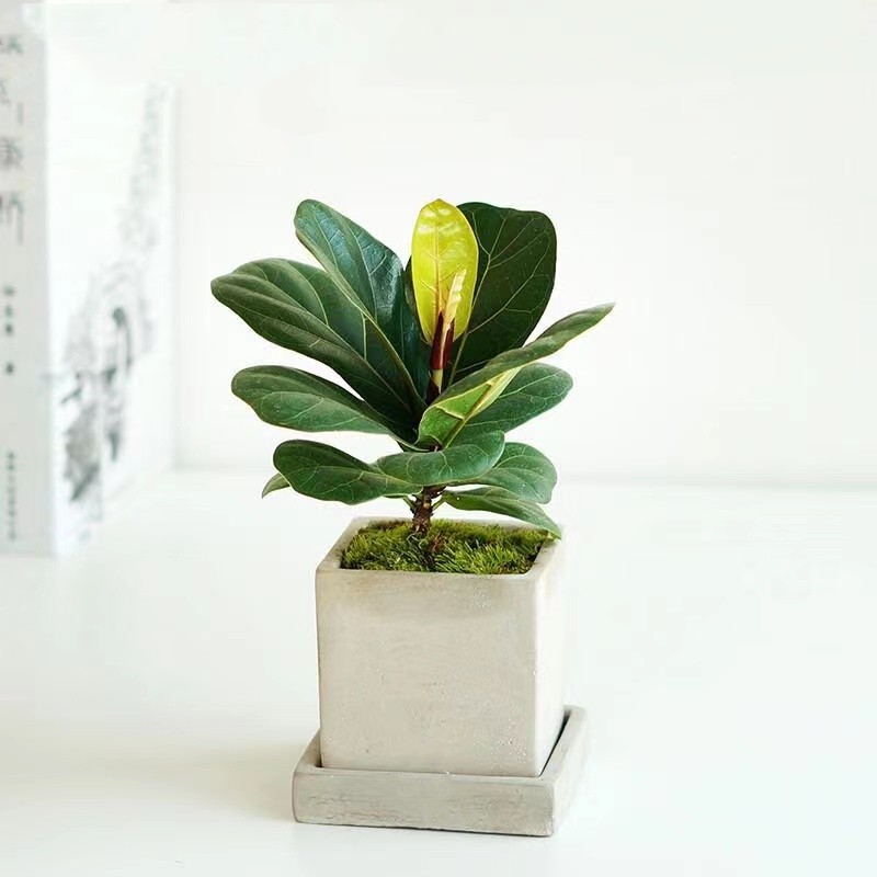 琴叶榕绿植水培小盆栽桌面办公室好养活北欧花卉四季长青净化空气