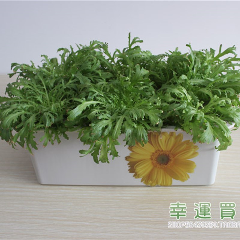 幸运买家无土栽培设备家庭阳台育苗蔬菜种菜机 24孔水培种植箱