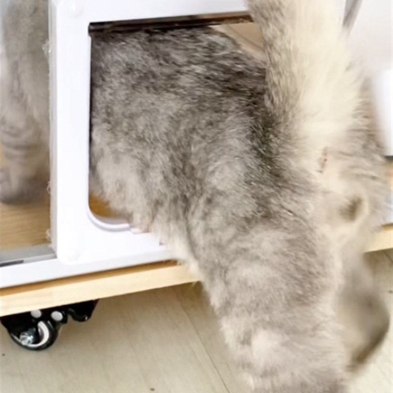 需要安装一个猫咪自由出入门一定要和柜子一起下单才会安装