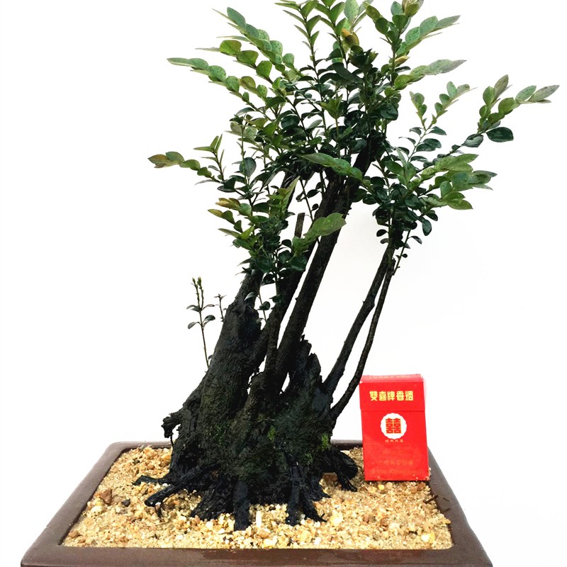 精品小叶紫檀盆景树苗黑骨茶黑檀木树桩植物盆栽办公桌面阳台绿植