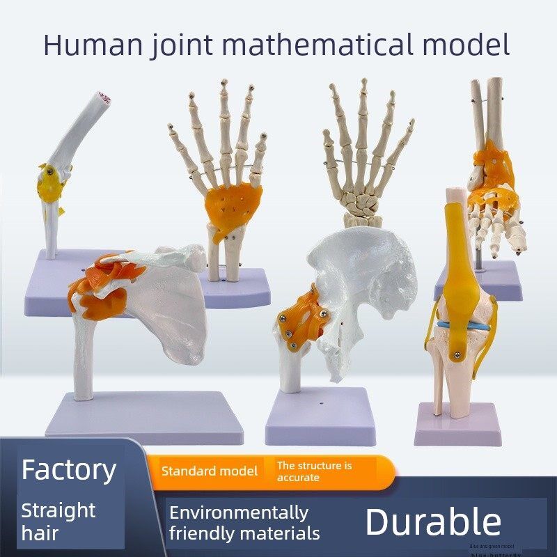 教学彷真人体关节骨骼手肘腕脚z踝骨肩膝关节髋骨科附韧带医学模