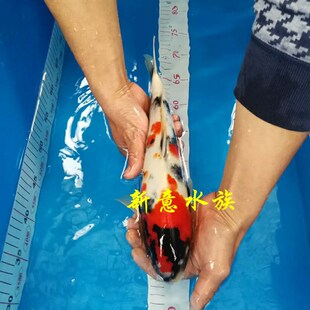 卖鱼鱼盆 锦鲤拍照用蓝色尺盆 渔场专用 暂养盆测量 尺度盆度量尺