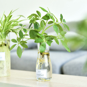 透明玻璃水培花瓶桌面绿萝铜钱草水养花瓶书房简约小清新绿植花瓶