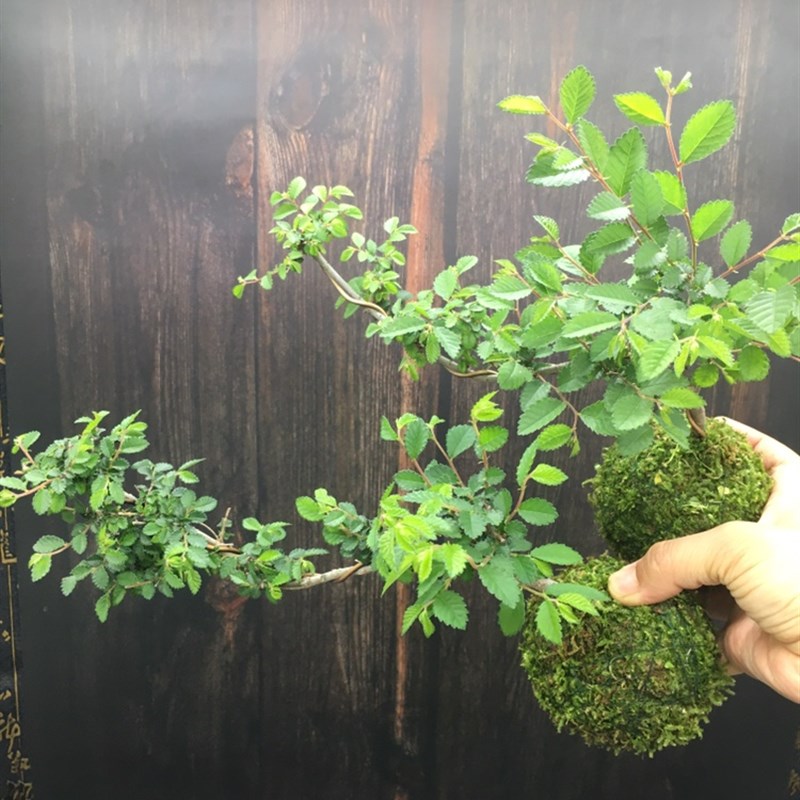 小叶榔榆树苗悬崖榆树临水造型九里香阳台室内好养盆栽苔玉苔藓球
