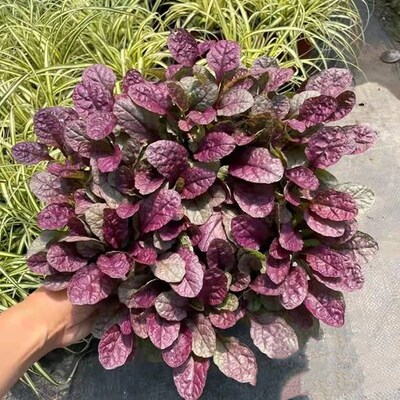 姬十二筋骨草盆栽 矮生匍匐地被花卉 耐寒宿根观叶植物