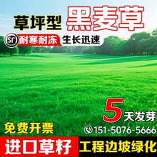 黑麦草草坪草籽四季常青草种护坡固土多年生边坡复绿耐寒耐旱