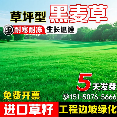 低矮草坪型黑麦草净籽超高发芽率