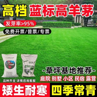 高羊茅草籽耐寒草坪四季青草籽护坡固土草种子多年生边坡绿化草籽