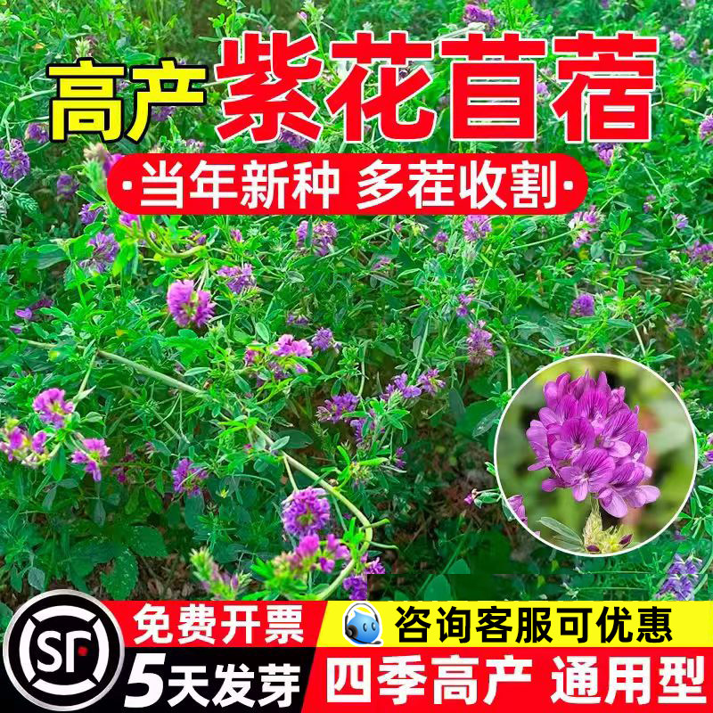 紫花苜蓿高产高发芽率速生