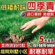 矮生四季青免修剪草坪草籽四季常青庭院公园护坡绿化耐寒耐旱草种