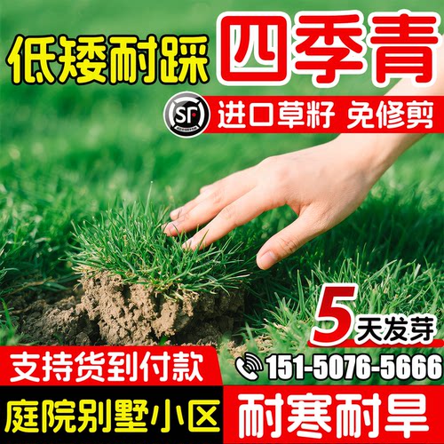 矮生免修剪四季青草籽