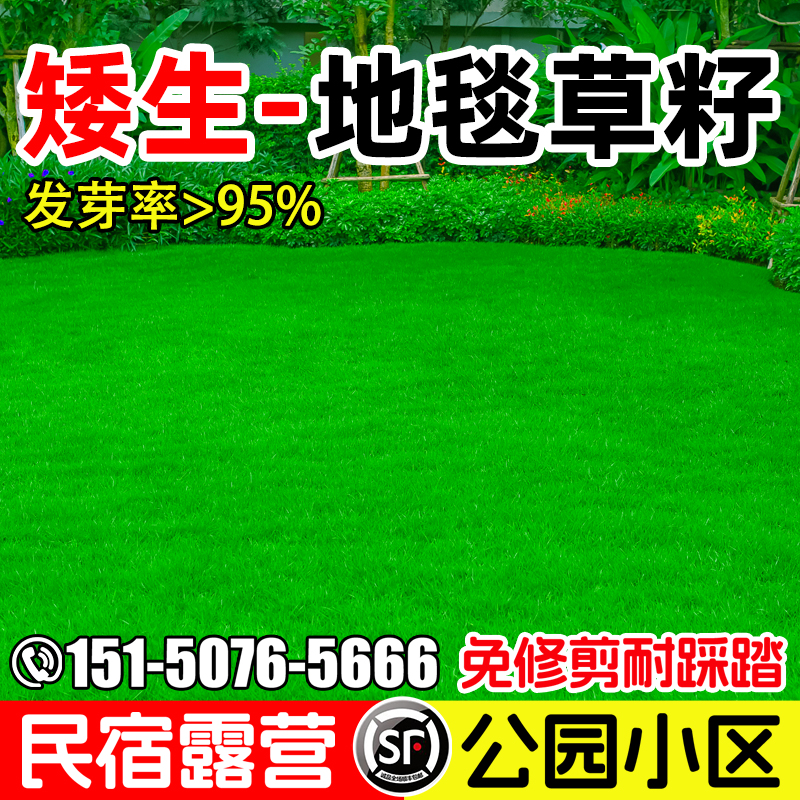 地毯草草坪草籽矮生免修剪