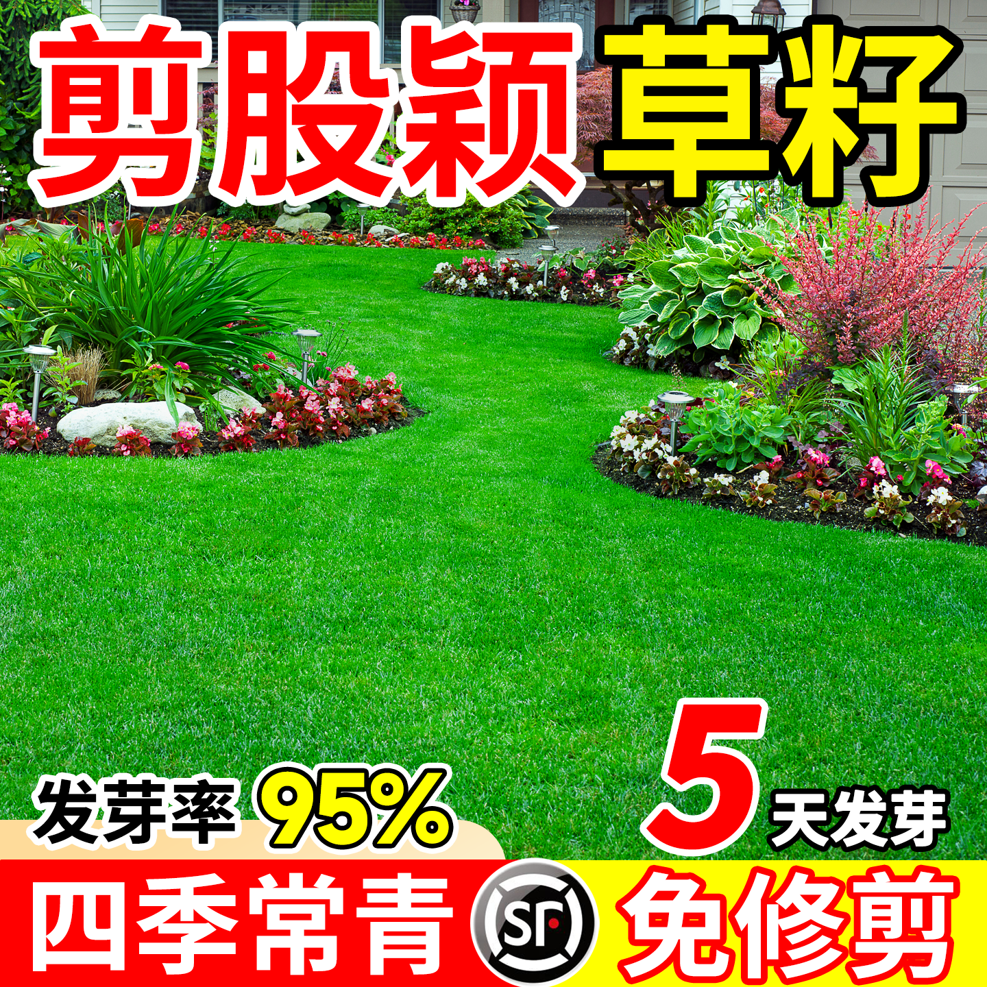 剪股颖草籽匍匐型矮生庭院高档草坪草籽免修剪四季常青草皮种籽子