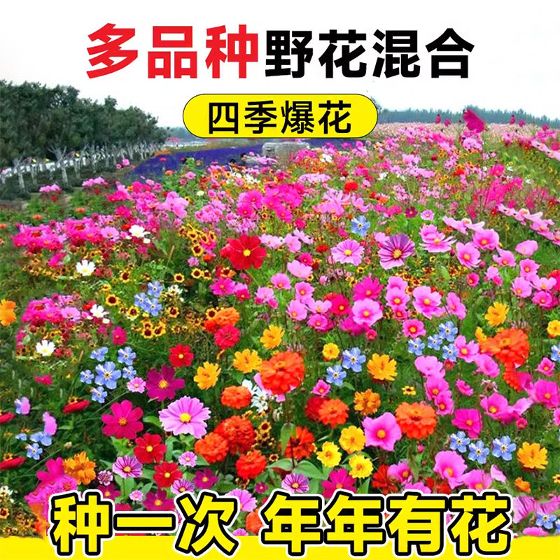 野花组合花种子四季开花