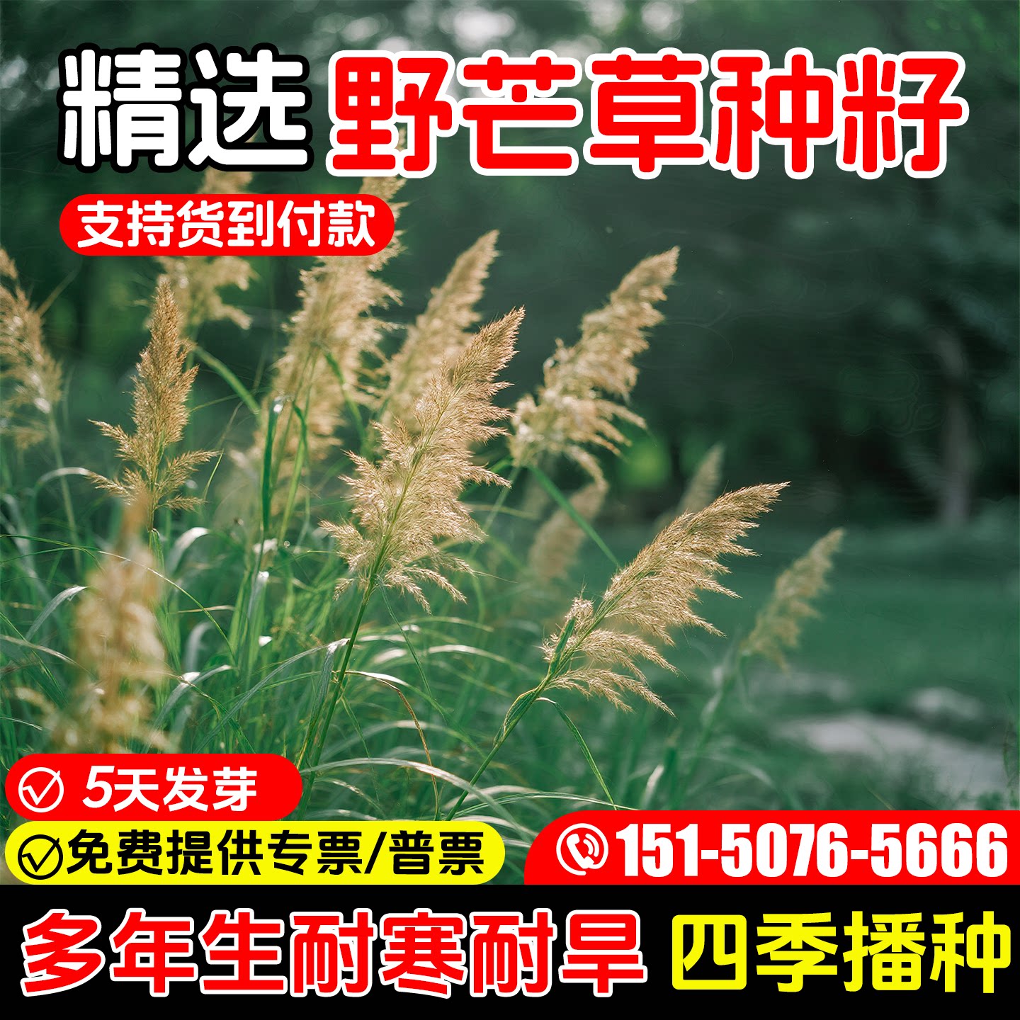 高品质芒草护坡固土草籽耐寒耐旱