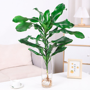 大型水培螺纹铁北欧风高杆摇钱树发财树客厅净化空气四季常青植物