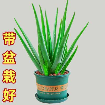 芦荟盆栽绿植物除甲醛净化空气补水食用美容库拉索芦荟苗带盆栽好