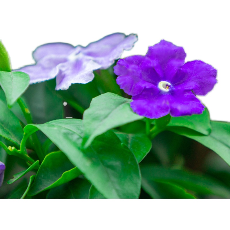 双色茉莉盆栽 双色花苗 鸳鸯茉莉花 阳台室内外盆栽 芳香花卉包邮