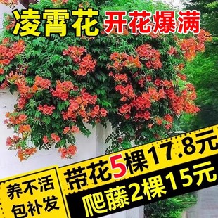 凌霄花带花苞炮仗花爬藤植物盆栽庭院爬墙特大号藤蔓四季花卉绿植