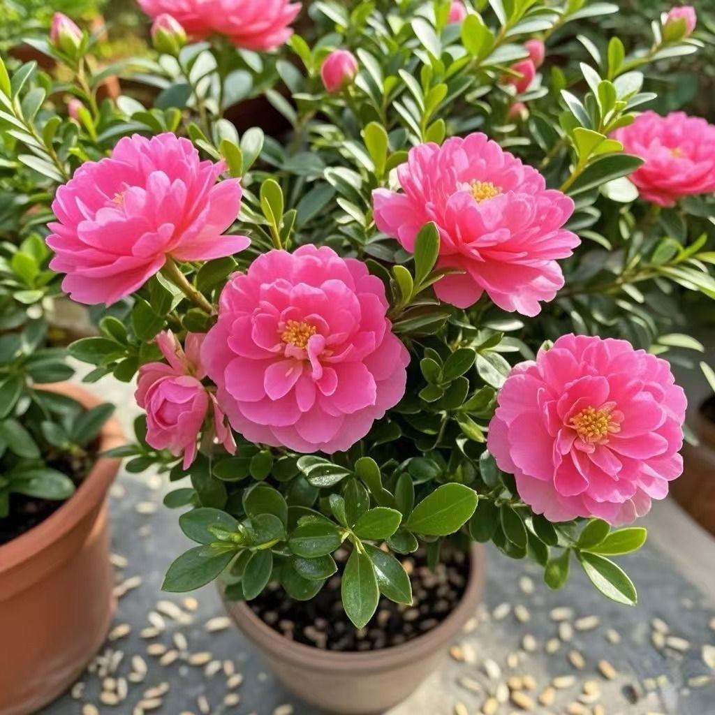 盆栽花卉青杨绿植耐寒浓香好养重瓣大花四季常开阳台庭院种植花苗